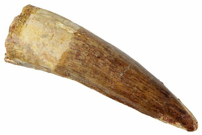 Fossil Spinosaurus Tooth - Real Dinosaur Tooth #331288